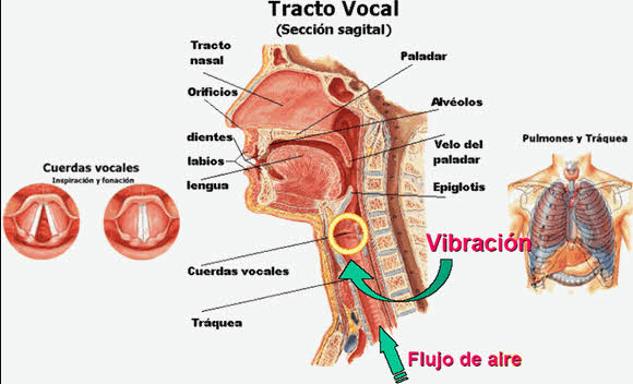 Esquema tracto vocal para ejercicios de doblaje. - LocucionesyDoblajesMadrid.es
